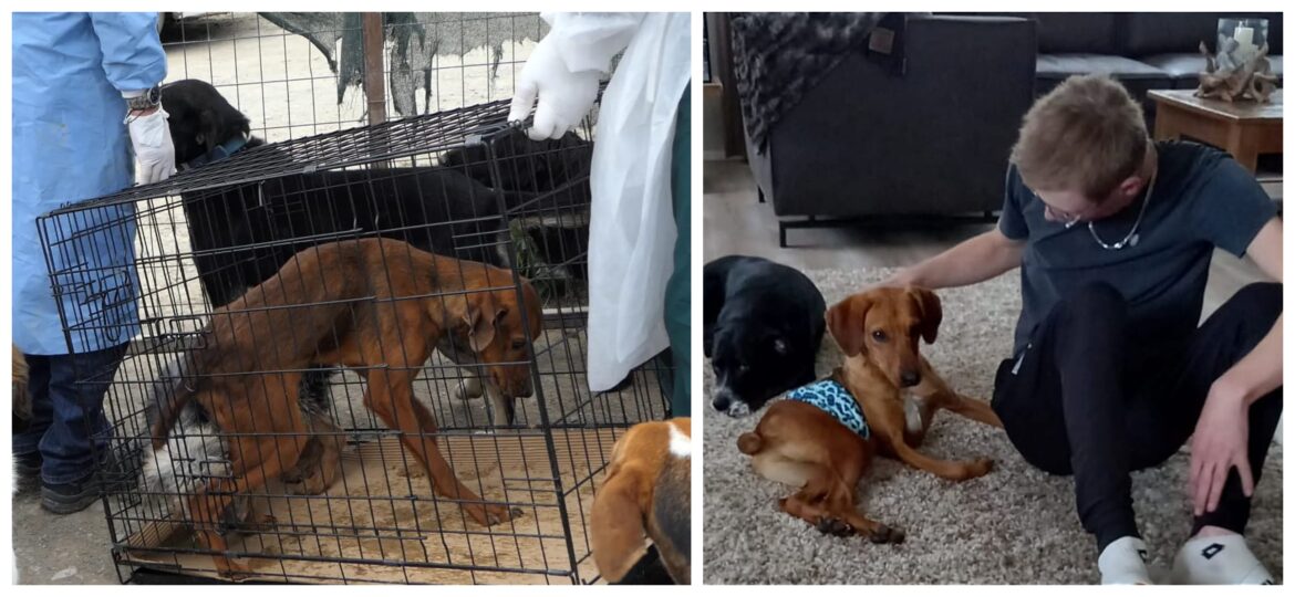 κυνοκομείο Σπάρτης