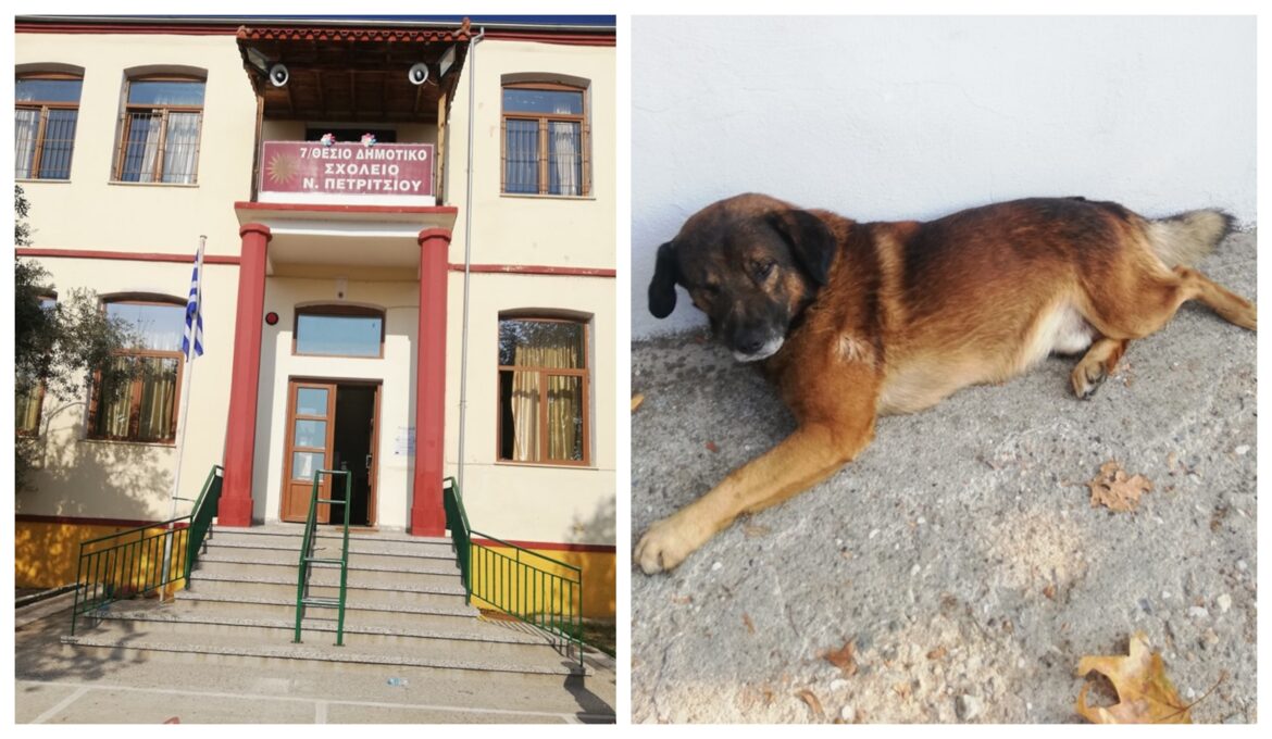 σχολείο αδέσποτο σχολείο αδέσποτο