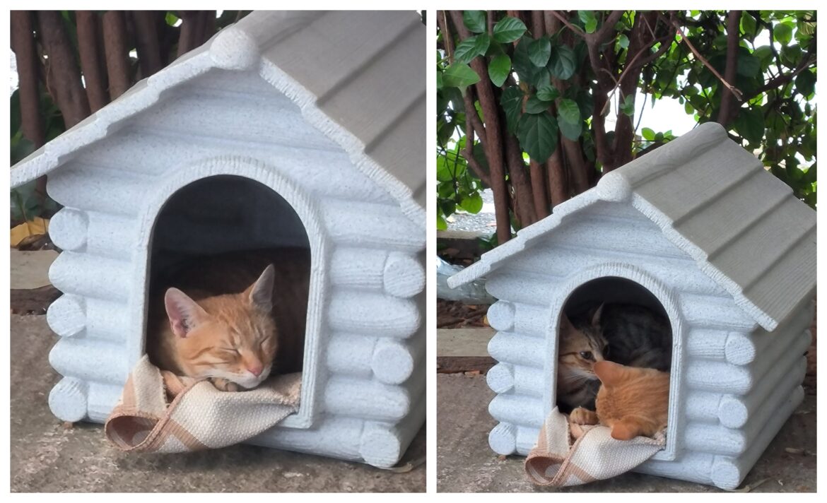 αδέσποτες γάτες