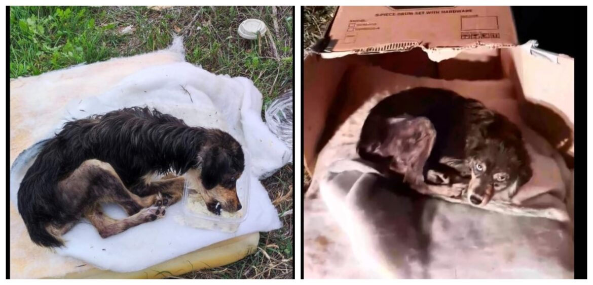 άρρωστο σκυλί