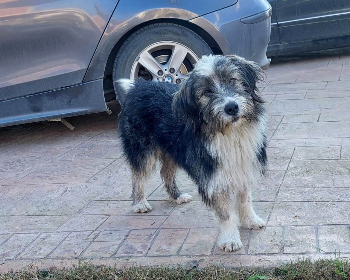 αδέσποτο Θεσσαλονίκη