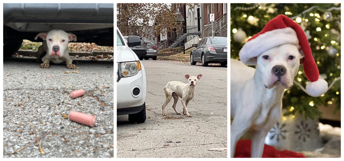 σκύλος διάσωση