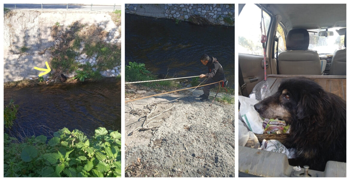 διάσωση σκύλου