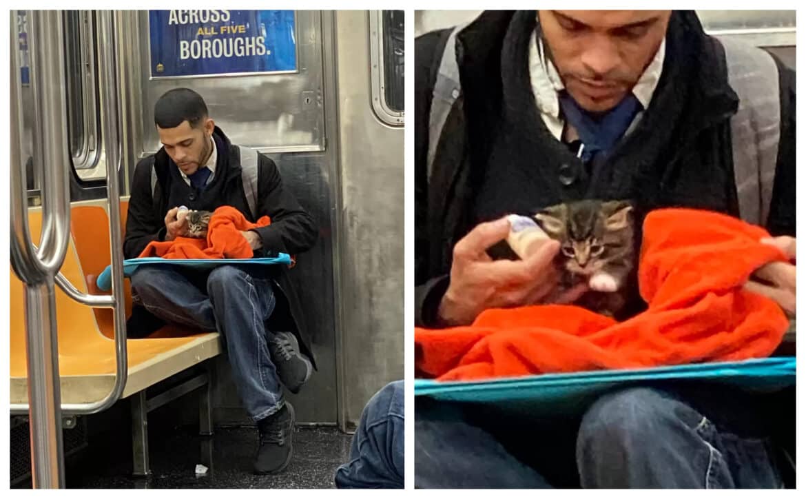 νεογέννητο γατάκι