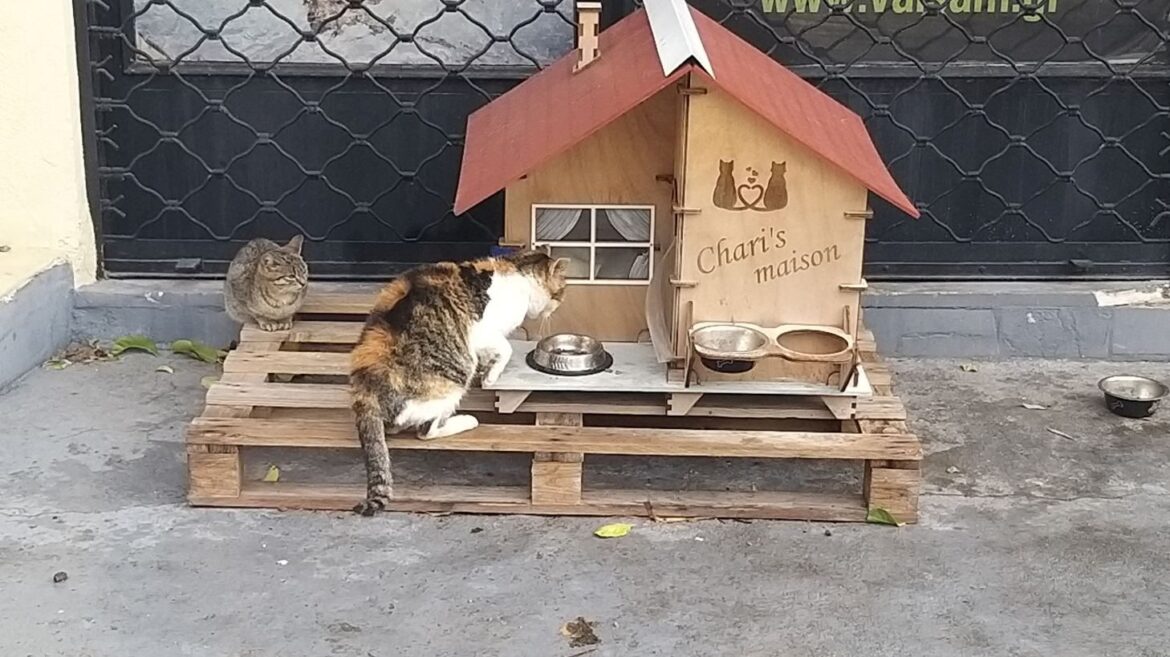 cat-house