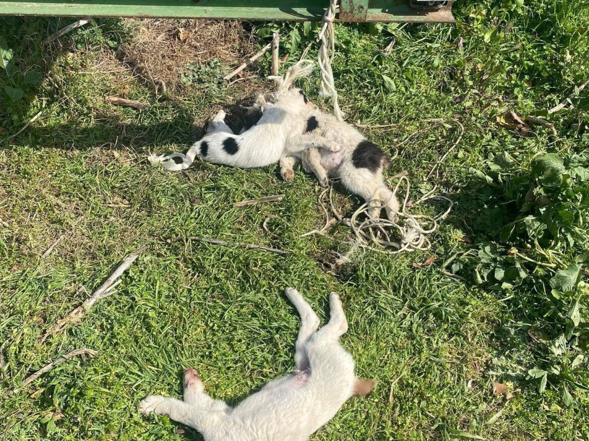 κακοποίηση