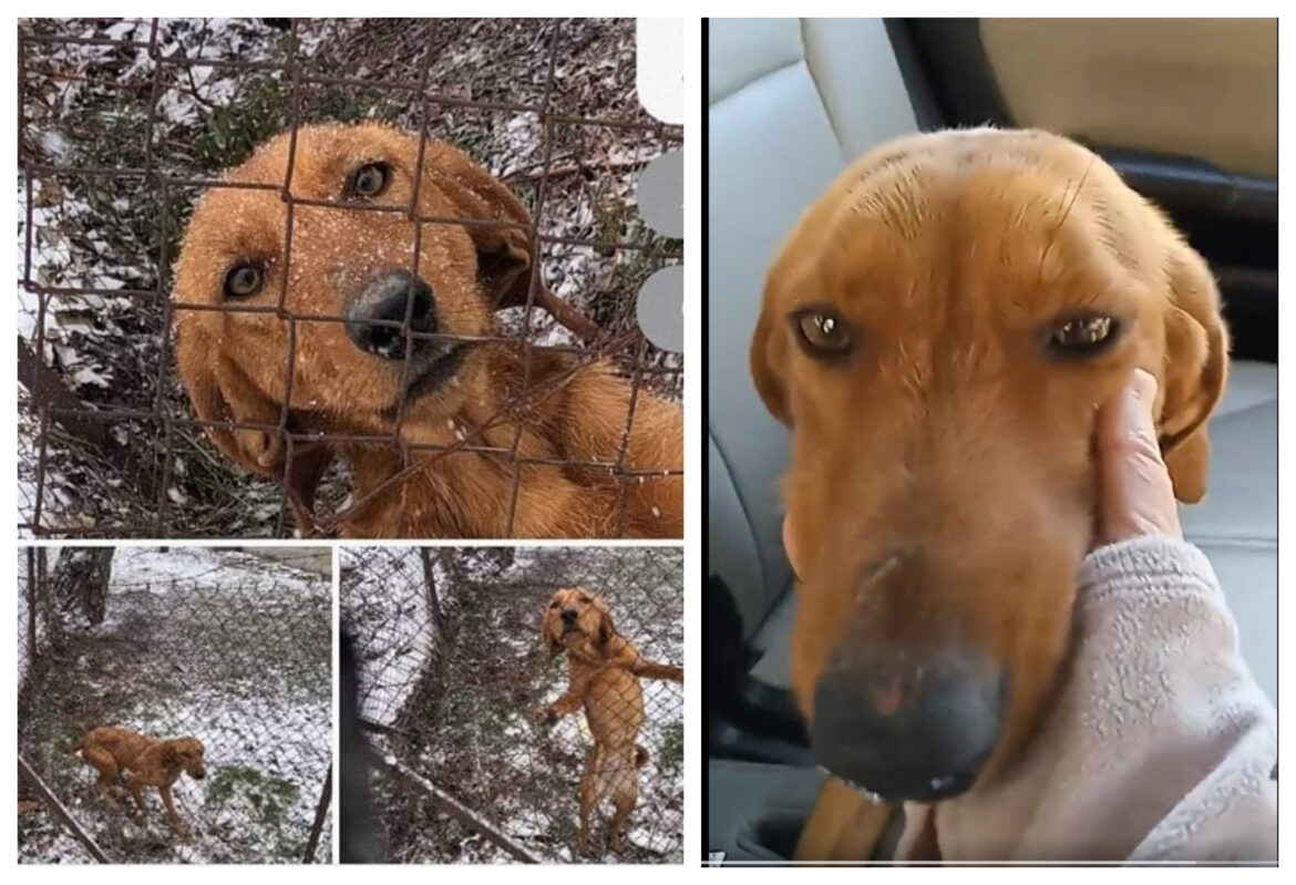 dog- snow