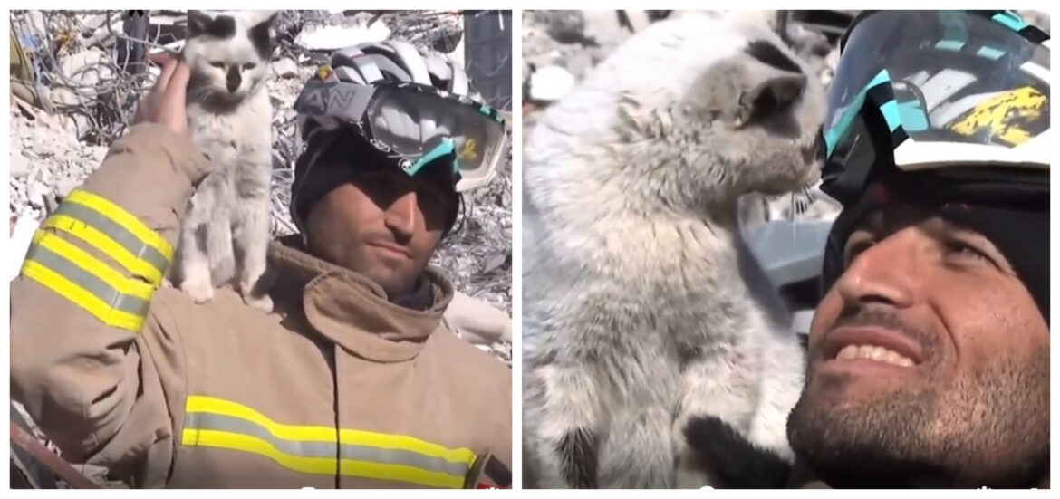 σεισμός-Τουρκία-γάτα-διάσωση