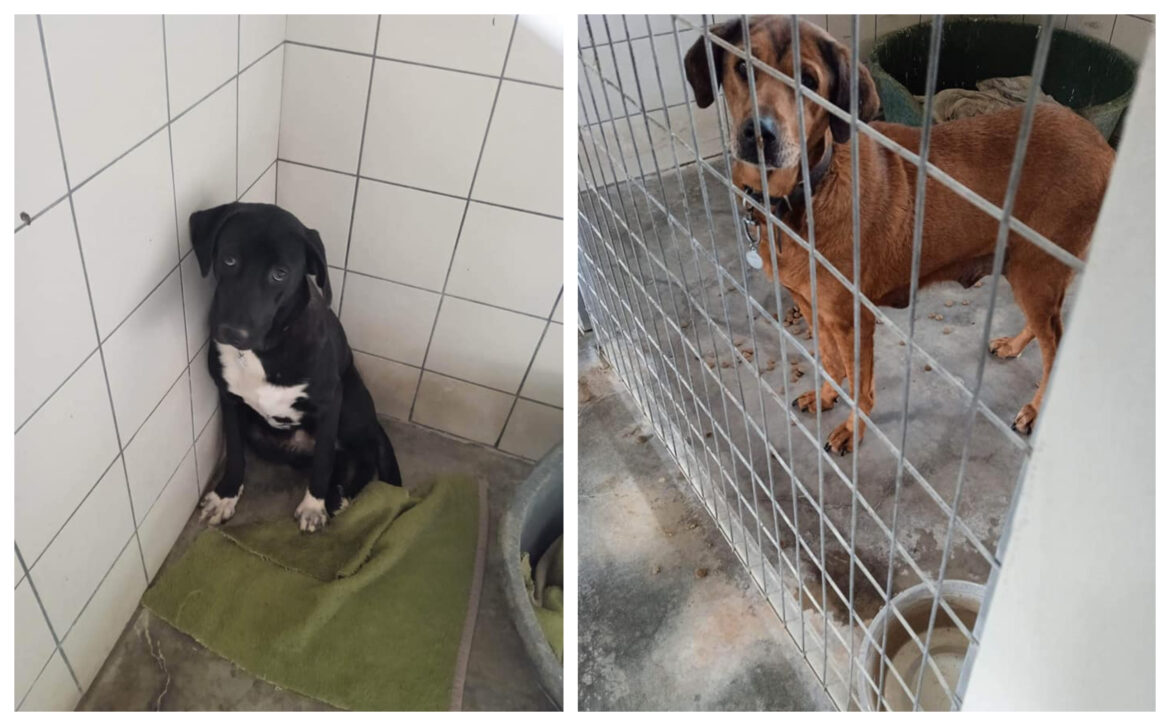 κυνοκομείο-Ηράκλειο