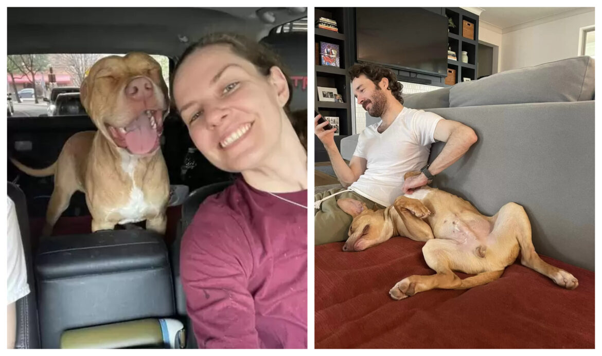 υιοθεσία- σκύλος