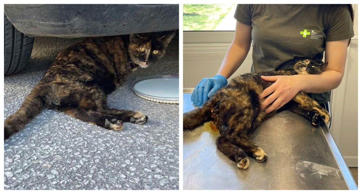 χτυπημένη-γάτα