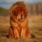 thibetiano-mastiff-skylos